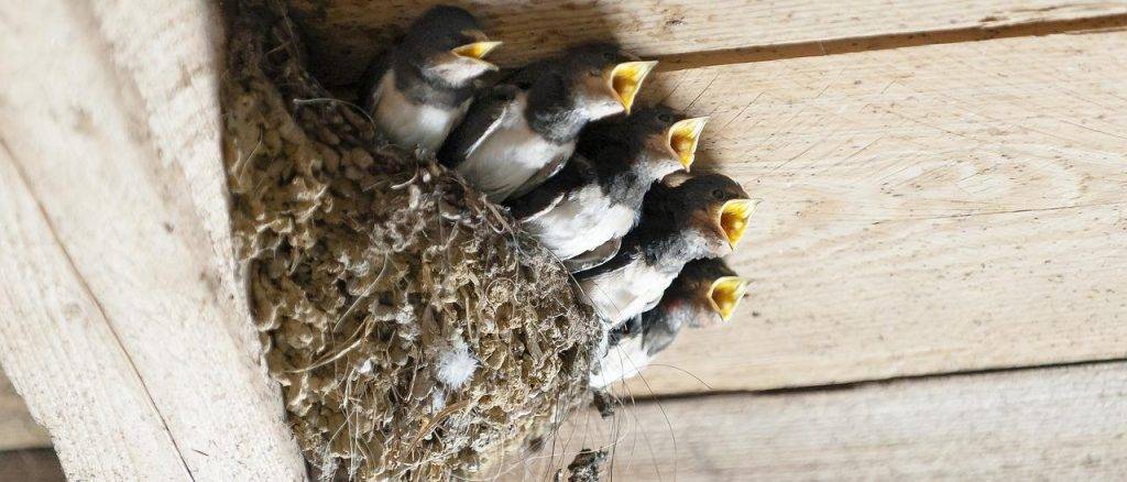 golondrina nidos - Qué leyes protegen los nidos de golondrinas en España