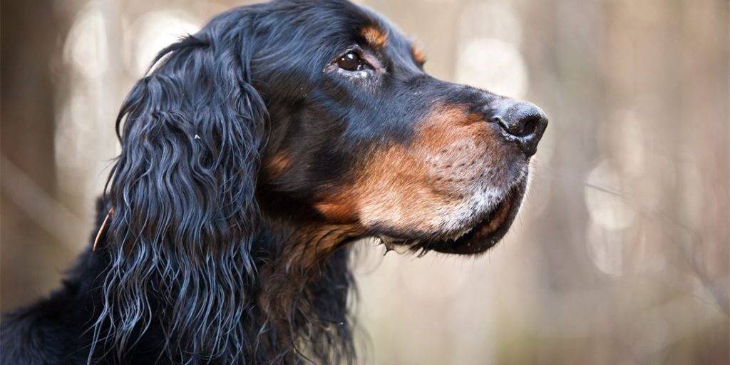 gordon spaniel - Qué sabes del Gordon Setter, una versátil raza de perro