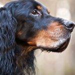 Qué sabes del Gordon Setter, una versátil raza de perro