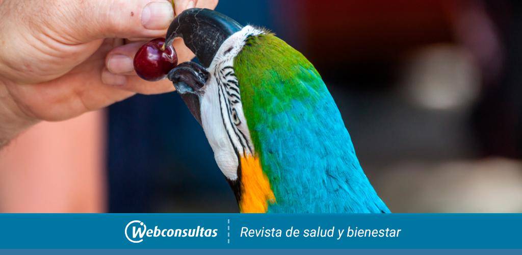 guacamayas que comen - Qué alimentan los guacamayos de colores: verde, azul y rojo