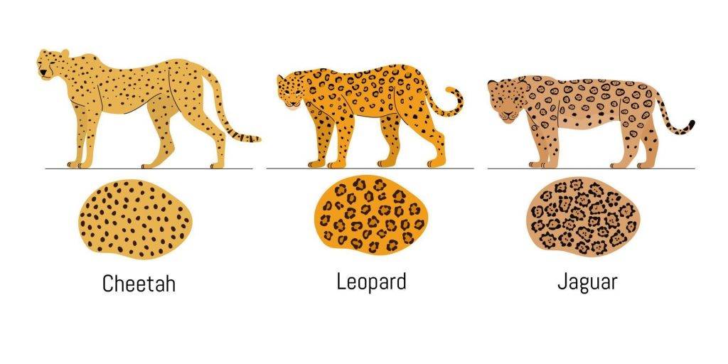 guepardo y leopardo - Diferencias entre guepardos y leopardos Características distintivas