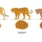 Diferencias entre guepardos y leopardos Características distintivas