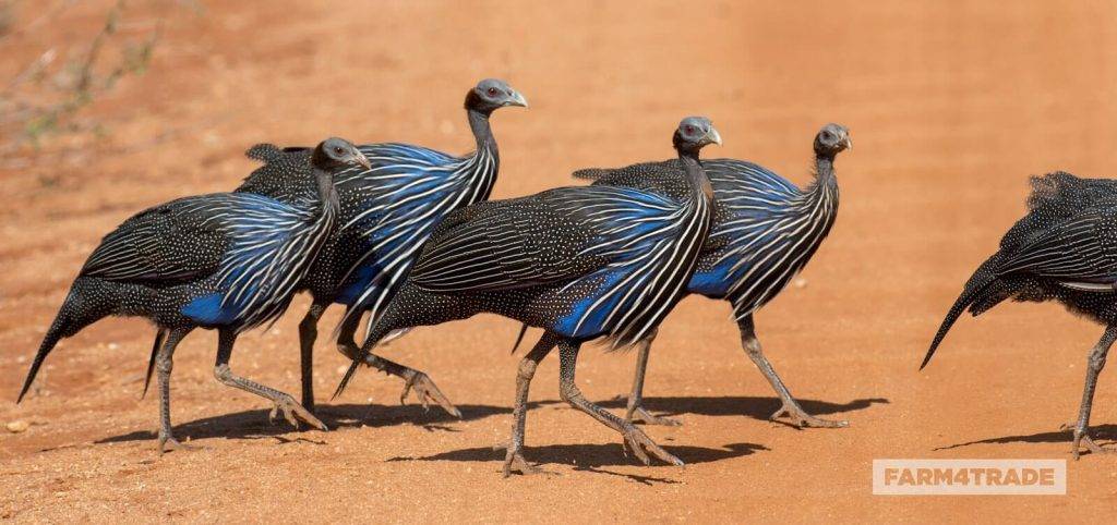 guinea animal - Cuál es la información principal sobre las Gallinas de Guinea