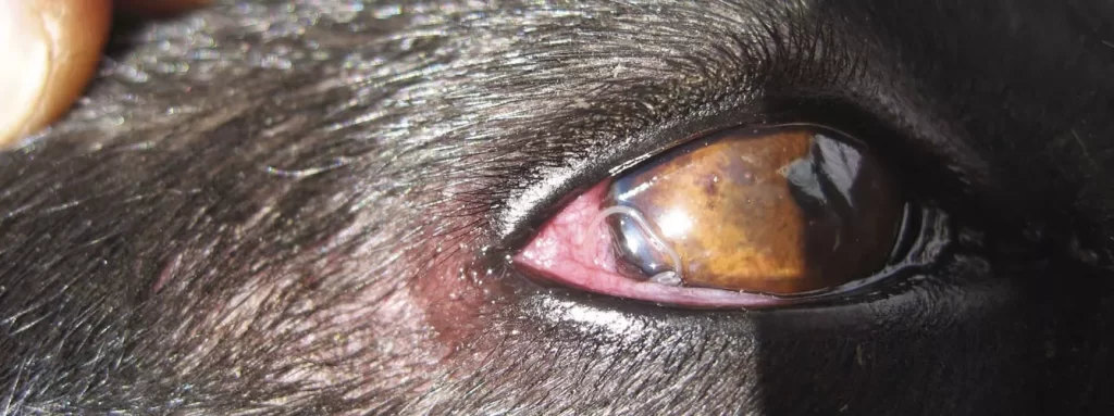 gusano ojo perro tratamiento - Cómo se puede tratar un gusano en el ojo de un perro