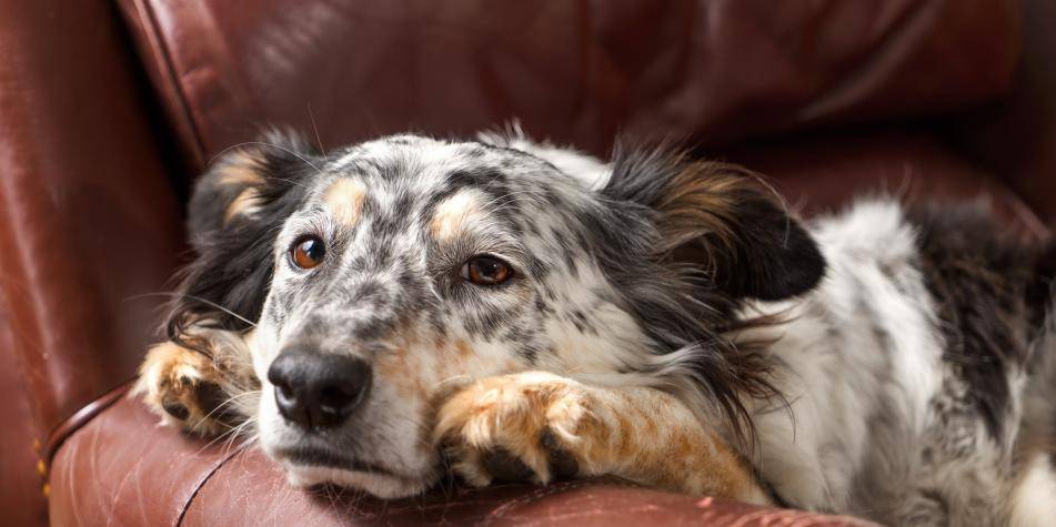 hacer vomitar a un perro con aceite - Es seguro inducir el vómito en un perro con aceite en casa