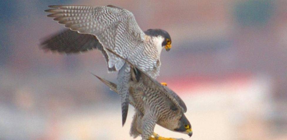 halcon que come - Qué comen los halcones en su dieta diaria