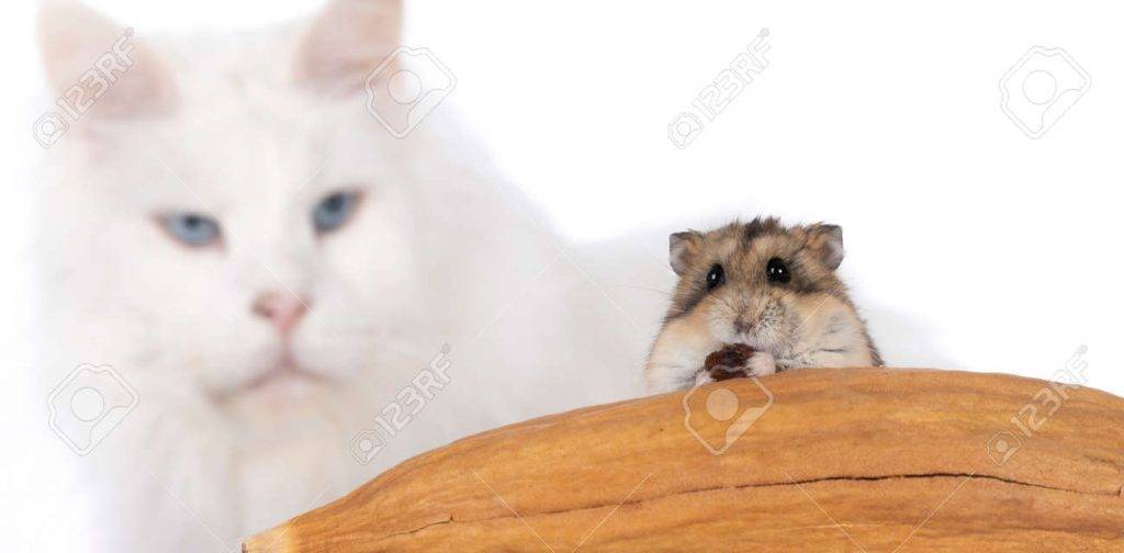 hamster gato - Cómo convivir armoniosamente con un gato y un hámster