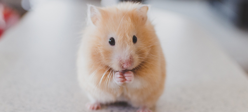 hamster pequeno - Conoces los 11 tipos de hámster y sus características