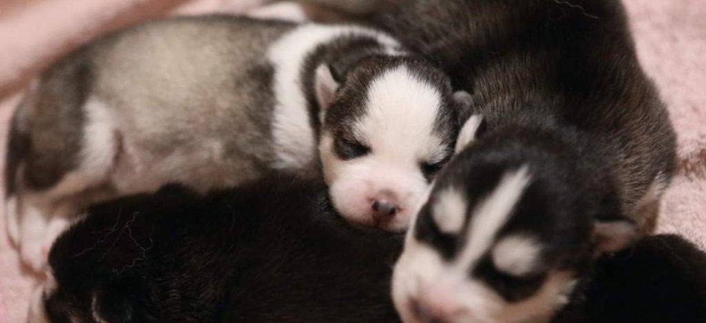 hasta que edad puede parir una perra - En qué momento pueden aparearse los perros domésticos