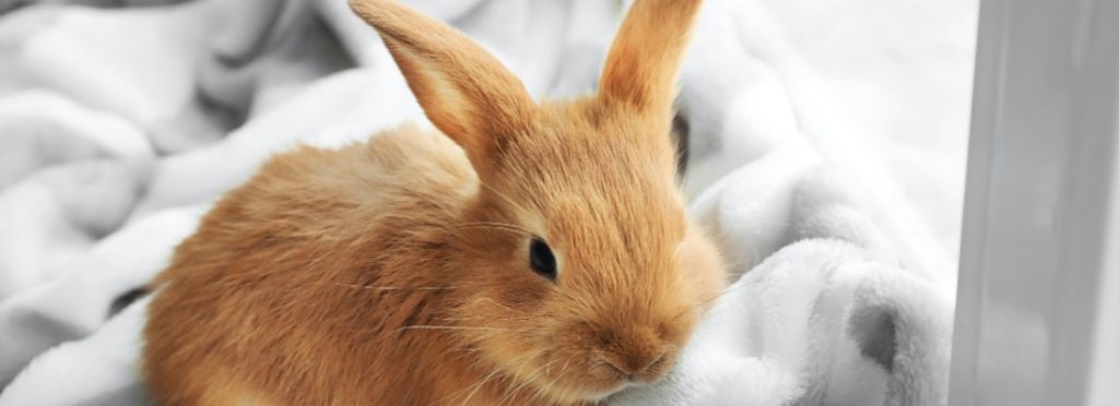 hay que tapar a los conejos para dormir - Es recomendable tapar la jaula del conejo por la noche