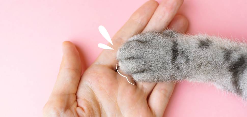 herida almohadilla gato - Cómo tratar heridas en las almohadillas de mi gato en casa