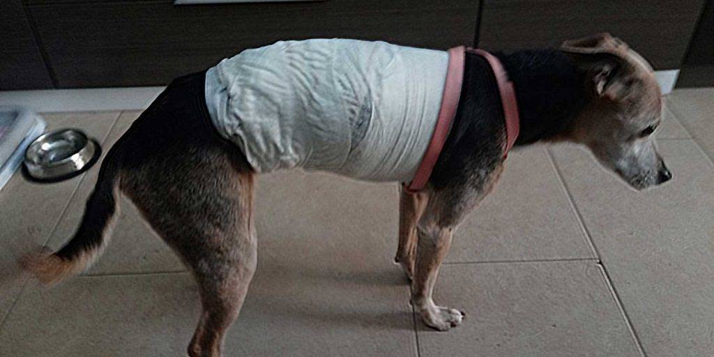 hernia discal perros tratamiento natural - Cómo tratar la hernia discal en perros de forma natural