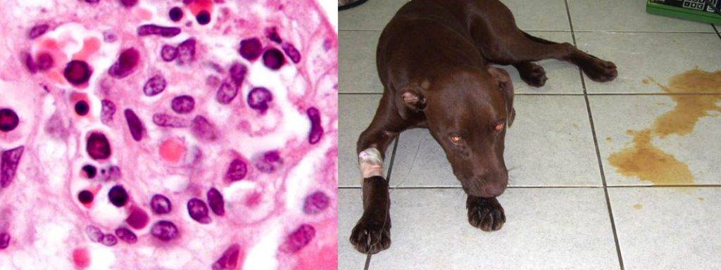 herpes en perros - Qué es el herpesvirus canino y cómo prevenirlo en perros