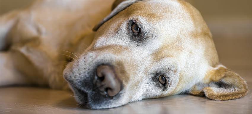 higado graso en perros - Hígado graso en perros: síntomas, causas y tratamiento