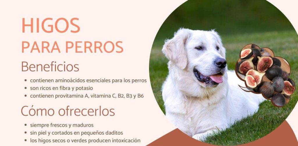 higo perros - Pueden los perros comer higos de manera segura