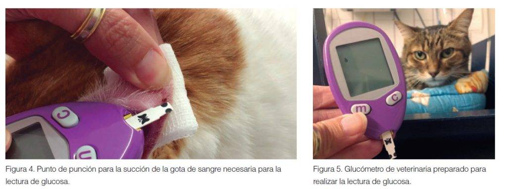 hipoglucemia en gatos - Qué causa la hipoglucemia en gatos y cómo tratarla