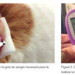 Qué causa la hipoglucemia en gatos y cómo tratarla