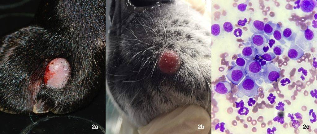 histiocitoma canino fotos - Qué es un histiocitoma en perros y cómo identificarlo