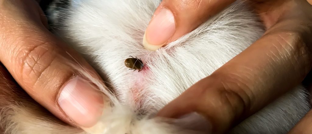 hongos sarna en hamster - Cómo tratar hongos y sarna en hamsters de forma efectiva