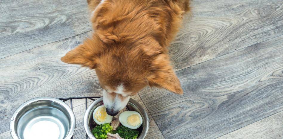 huevo cocido para perros - Pueden los perros comer huevo de forma segura