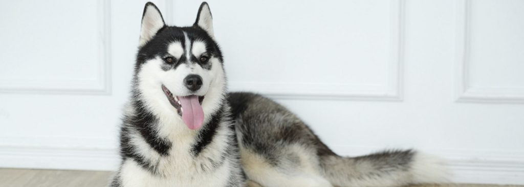 husky tipo - Cuáles son las razas de perros similares al husky siberiano