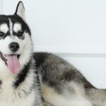 Cuáles son las razas de perros similares al husky siberiano