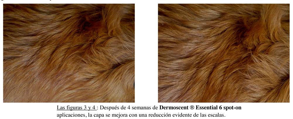 ictiosis en perros - Qué es la ictiosis en perros y cuál es su tratamiento adecuado