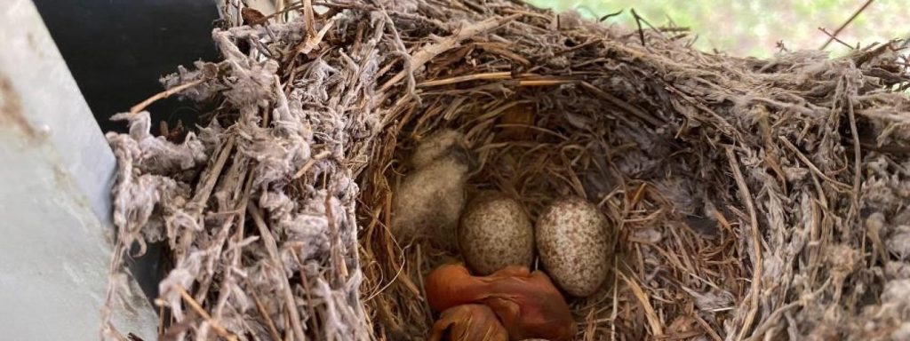 identificar nidos de aves - Cómo reconocer los nidos de las aves en la naturaleza