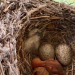 Cómo reconocer los nidos de las aves en la naturaleza