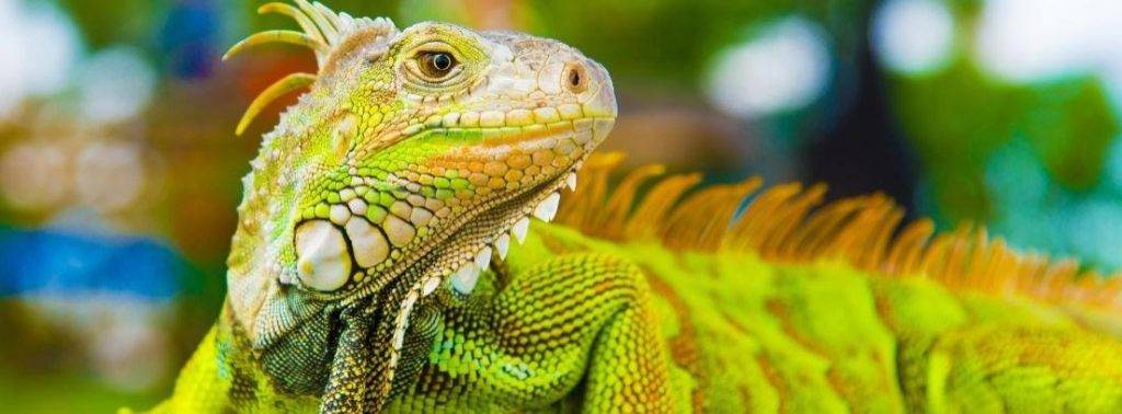 iguana alimentacion - Qué tipo de alimentos son parte de la dieta de las iguanas