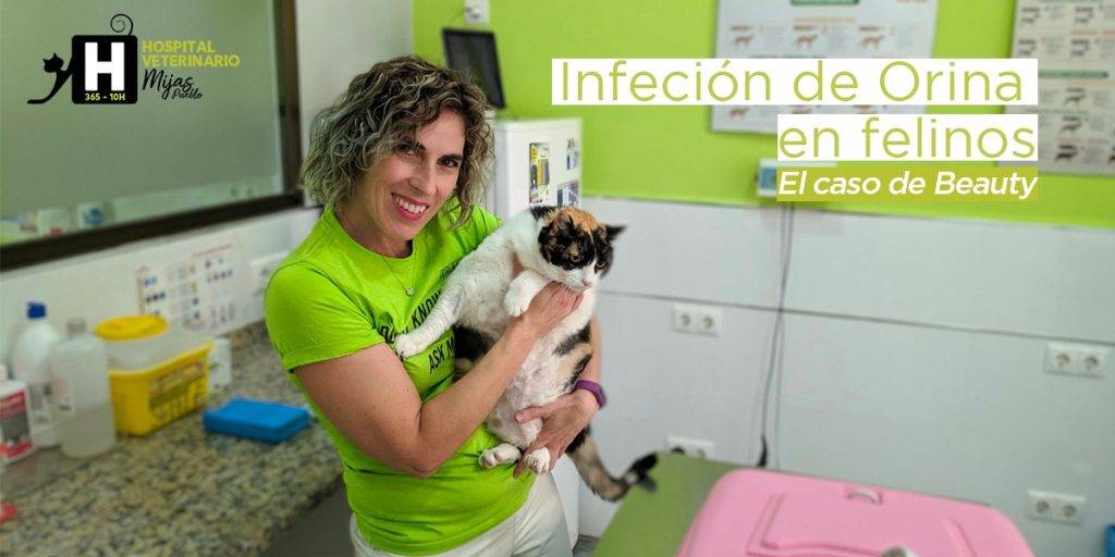 infeccion de orina en gatos remedios - Cómo aliviar la infección urinaria en gatos de forma natural