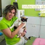 Cómo aliviar la infección urinaria en gatos de forma natural