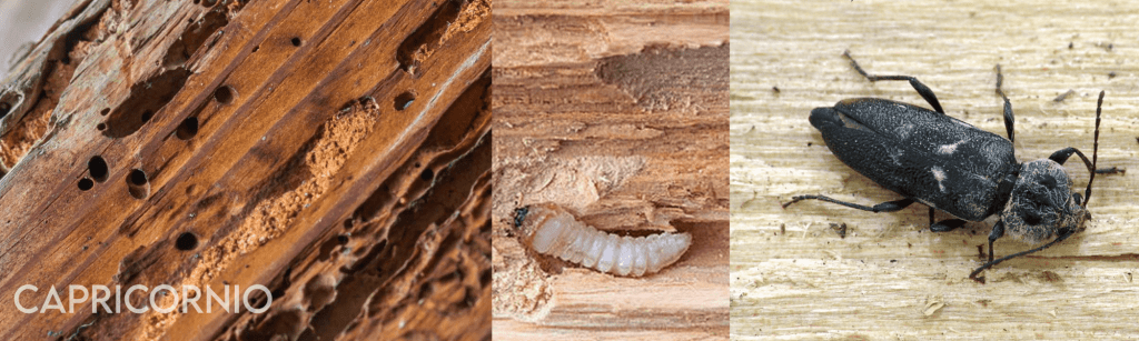 insectos de la madera fotos - Qué insectos se alimentan de madera en los hogares