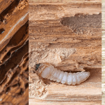 Qué insectos se alimentan de madera en los hogares