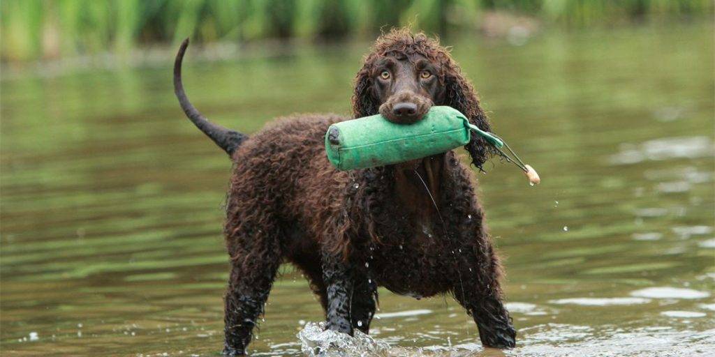 irish spaniel - Características del Irish Water Spaniel