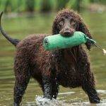 Características del Irish Water Spaniel