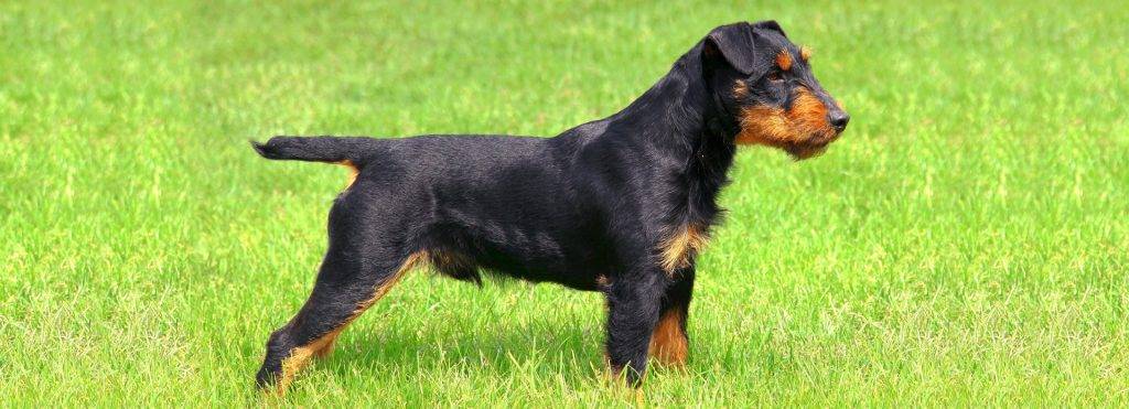 jack terrier aleman - Qué es el Jagd Terrier, el terrier alemán valiente y versátil