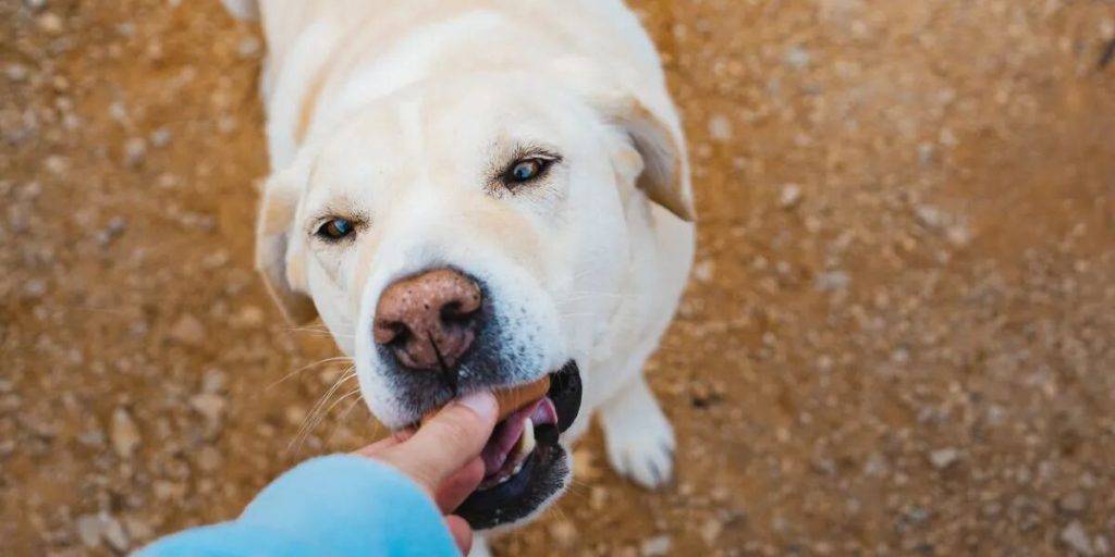 jengibre perro - Pueden los perros consumir jengibre y cuál es la dosis recomendada