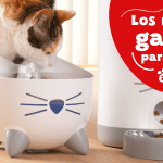 Qué juegos de inteligencia pueden entretener a tu gato y estimular su mente