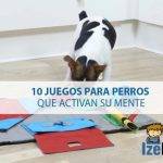 Actividades de inteligencia para perros: 11 juegos en casa