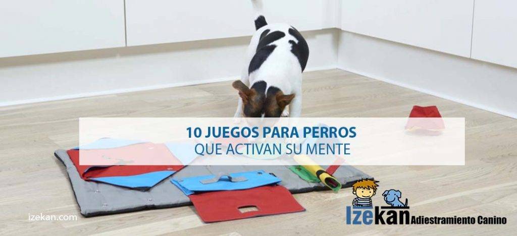 juegos de inteligencia para perros caseros - Actividades de inteligencia para perros: 11 juegos en casa