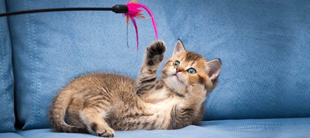 juguetes para gatos bebes - Qué juguetes son ideales para entretener a gatos bebés