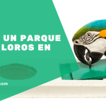 Mejores juguetes caseros para loros