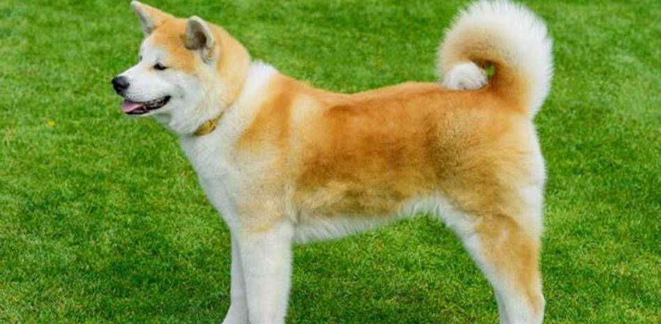 kishu perro - Qué rasgos distintivos tiene el perro de raza Kishu Inu