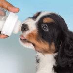 La leche es buena para perros Averigua su impacto en su salud