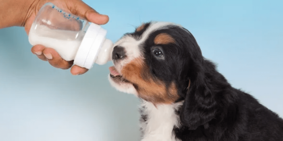 la leche es buena para perros 1 - La leche es buena para perros Averigua su impacto en su salud