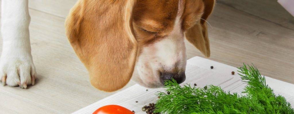 la lechuga es buena para los perros - La lechuga es segura para los perros