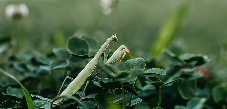 la mantis religiosa pica - Qué efectos tiene la picadura de una mantis religiosa