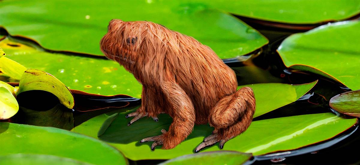 La Rana con Pelo: Especies y Fotos de Ranitas Peludas