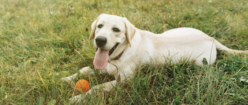 labrador americana - Tipos de Labrador: Razas y Variantes de Esta Adorable Raza